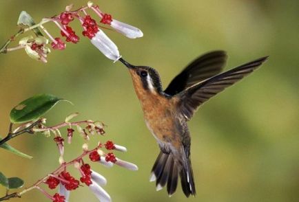 Lucrări de pictura - cum să atragă colibri în creion pas cu pas