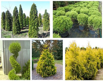 Care és ültető arborvitae tavasszal és ősszel az alapvető szabályok és módszerek