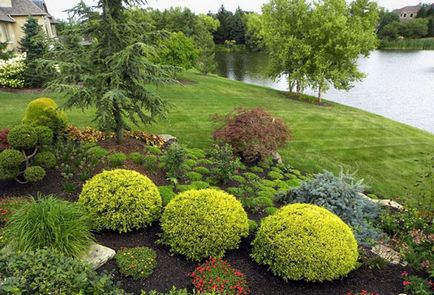 Care és ültető arborvitae tavasszal és ősszel az alapvető szabályok és módszerek