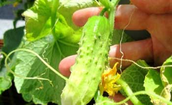 Догляд за огірками, вирощування огірків - обробка, підгодівля, полив огірків