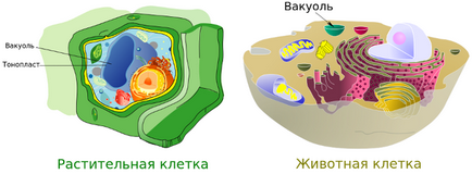 Вакуолі, біологія