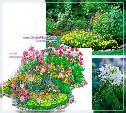 Variante de înregistrare a unor paturi de flori foarte frumoase (planul de plantare a plantelor), un site despre o grădină, o reședință de vară și cameră