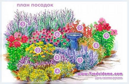 Variante de înregistrare a unor paturi de flori foarte frumoase (planul de plantare a plantelor), un site despre o grădină, o reședință de vară și cameră
