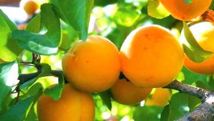 Вісник садівника - абрикоси примор'я десять найперспективніших сортів