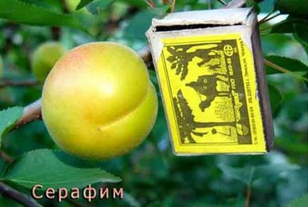 Herald de un horticulturist - caise de Primorsky Krai zece cele mai promițătoare soiuri
