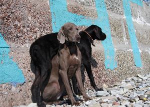 Weimar PUG descriere, caracter, îngrijire, fotografie, totul despre câini