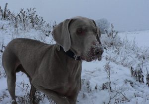 Weimar PUG descriere, caracter, îngrijire, fotografie, totul despre câini