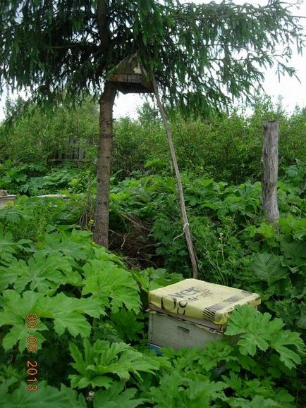 Vizitarea unui apicultor igorkina igorya - vizionarea subiectului - prevenirea umflării albinelor