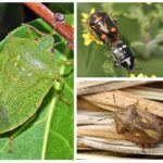 Tipuri de bug-uri - fotografii, nume și descriere a speciilor de bug-uri
