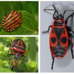 Tipuri de bug-uri - fotografii, nume și descriere a speciilor de bug-uri