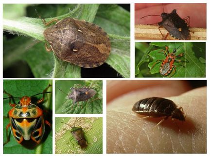 Tipuri de bug-uri - fotografii, nume și descriere a speciilor de bug-uri