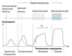 Види м'язових скорочень