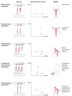 Tipuri de contracții musculare