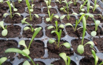 Вирощування гацаніі з насіння посадка і догляд у відкритому грунті, в домашніх умовах