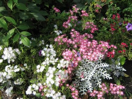 Cultivarea răsadurilor de phlox