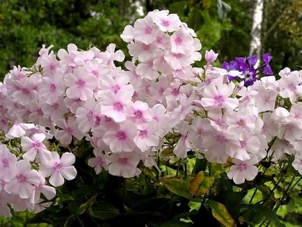 Növekvő Phlox palánták