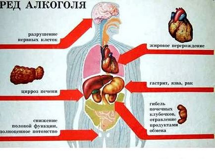 Az alkohol hatása a női test