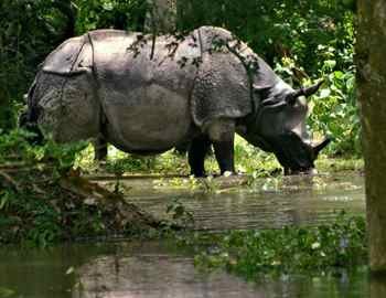 У Непалі від носорога померла жінка і ще 6-ть отримали поранення, в щелепах тварин