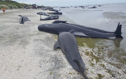 În Noua Zeelandă, 400 de delfini au sărit pe țărm