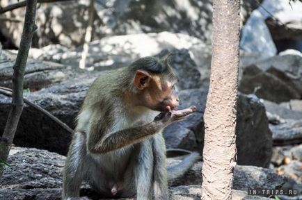 Vízesés Dudhsagar (Bhagwan Mahavir Wildlife) Dudhsagar Falls