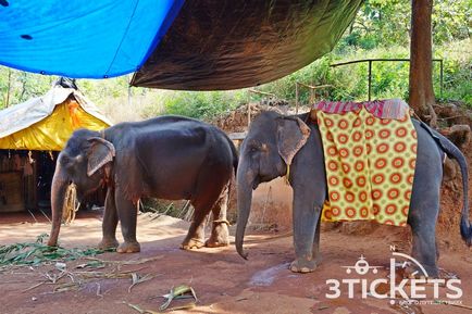 Dudhsagar cascadă și elefant de echitatie în cazul în care pentru a merge la Goa