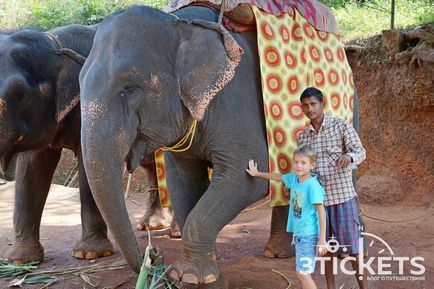 Dudhsagar cascadă și elefant de echitatie în cazul în care pentru a merge la Goa