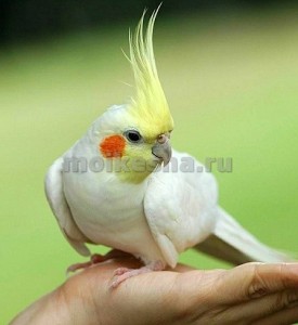 Budgies és cockatiel cockatiel énekel (sha) hírlevél