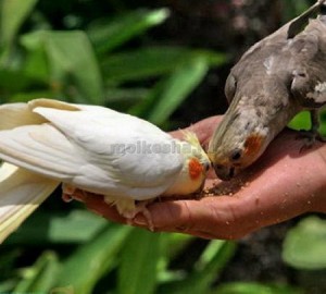 Papagalii goi și Corella cântă (sha)