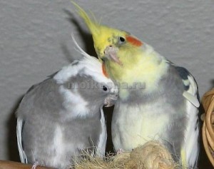 Papagalii goi și Corella cântă (sha)