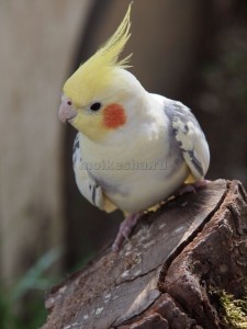 Papagalii goi și Corella cântă (sha)