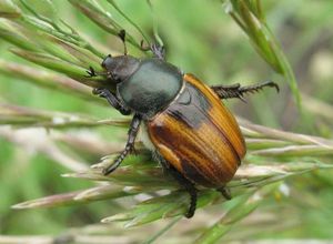 Pest killer kuzka cele mai bune metode de luptă - idei de grădină și experiența de grădinari