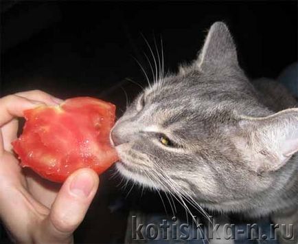 Шкідлива і корисна їжа для кішок