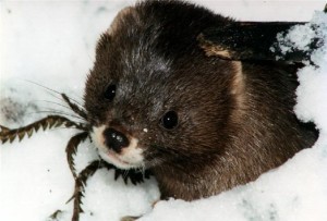 Minden, amit tudni kell az állati odú