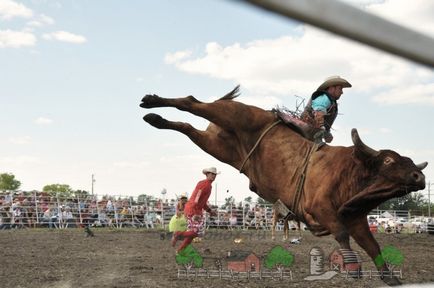 Tot ce ați vrut să știți despre rodeo cu taurii este videoclipurile și fotografiile lor