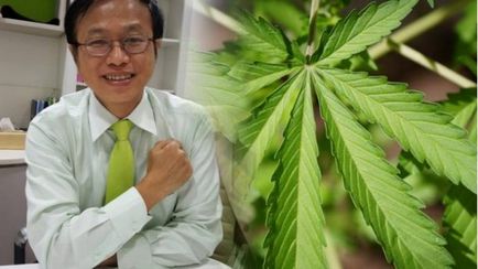 Thaiföldön, hogy megvitassák a marihuána legalizálása, thaigovno