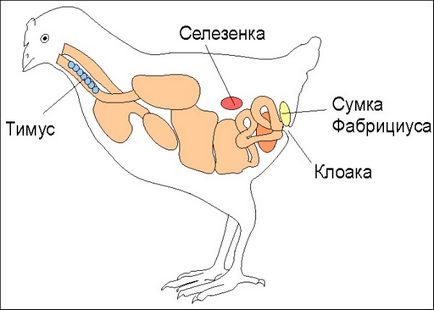 Caracteristicile bolii de hamboro la puii de carne, simptomele și tratamentul acesteia