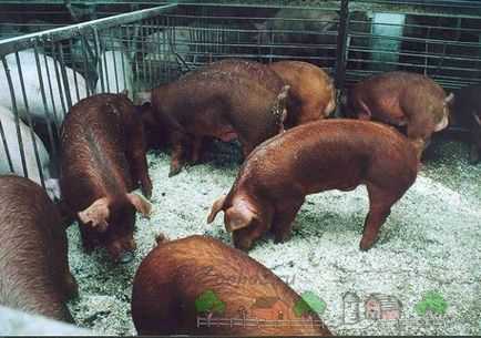 Характеристика породи свиней дюрок відео про поросят з фото і відгуками