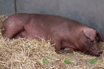 Caracteristicile porcilor de rasa duroc despre purceii cu fotografii si recenzii