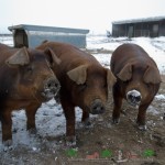 Jellemzői Duroc fajta videót sertés fotók és vélemények