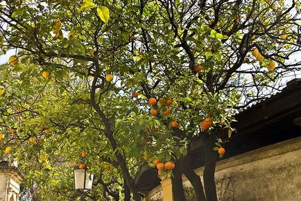 Jerez de la frontera - orașul de vin și cai - foto-blog al călătoriilor în Spania - spania noastră