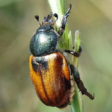 Kenyér bogár Kuzka (anisoplia austriaca) - telelés, bábozódásjelet, fotók