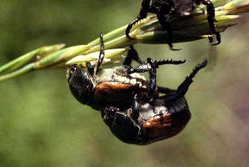 Pulverizator de pâine - dăunător de cereale