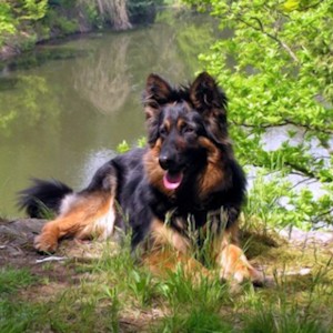 Chodsko dog (Chodsko) Chodsko kutya