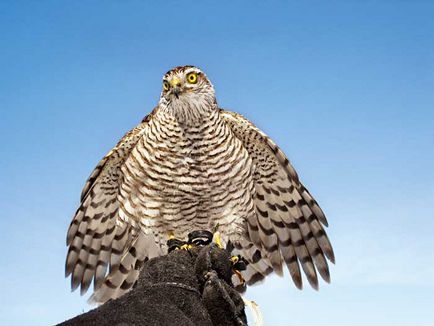 Sparrowhawk, istoria reabilitării șoimului de vrăbii de sex feminin