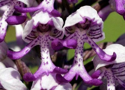 Orchis (55 fotó) leírás, telepítési és gondozási felhasználásra tereprendezés és az orvostudomány