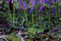 Orchis (55 fotografii) descriere, plantare și îngrijire, aplicație în design peisaj și medicină