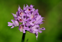 Orchis (55 fotografii) descriere, plantare și îngrijire, aplicație în design peisaj și medicină