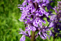 Orchis (55 fotografii) descriere, plantare și îngrijire, aplicație în design peisaj și medicină