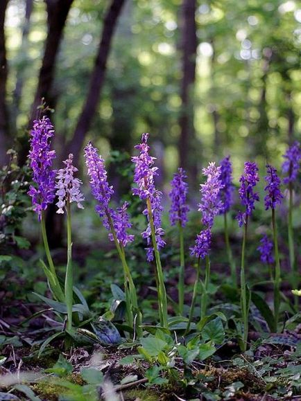 Orchis (55 fotó) leírás, telepítési és gondozási felhasználásra tereprendezés és az orvostudomány