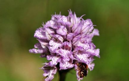 Orchis (55 fotografii) descriere, plantare și îngrijire, aplicație în design peisaj și medicină